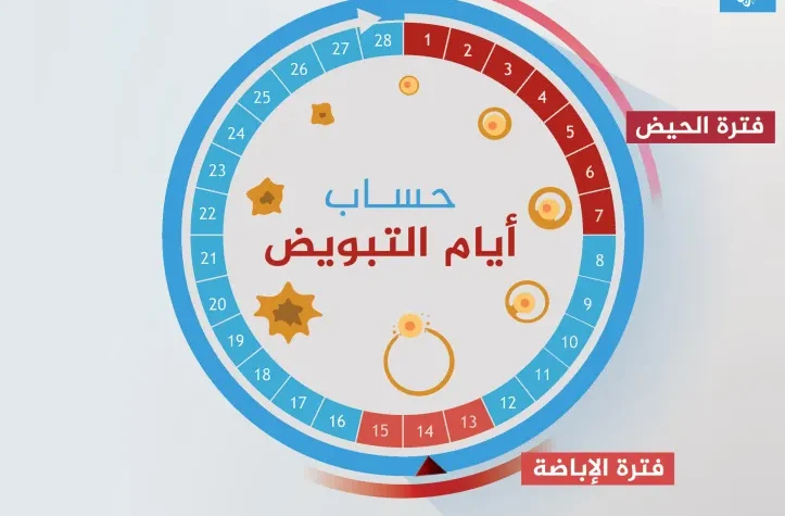 تحديد الدورة الشهرية فترة التبويض والخصوبة